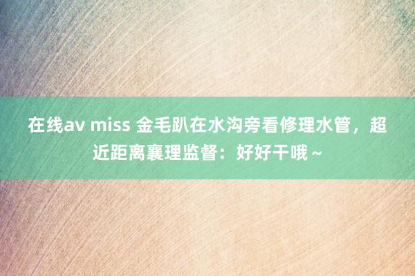在线av miss 金毛趴在水沟旁看修理水管，超近距离襄理监督：好好干哦～